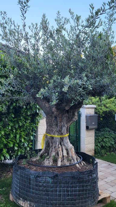 Baum Nr.12 € 1.650-